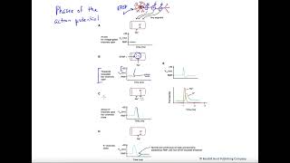 Action Potential [upl. by Berard]