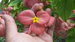 Cuidados de la Mussaenda  Flor de Cera  Lámpara de Buda  Mussaenda erythrophylla  Caraqueña [upl. by Enyawd633]