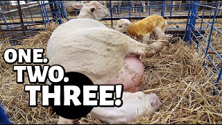 MAMA count to THREE 🤟 hired a nanny fired a bus driver and teaching sheep math 😳  Vlog 560 [upl. by Lasiaf]