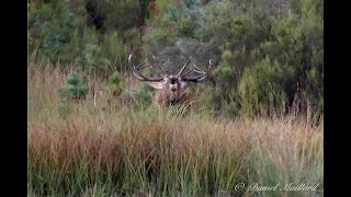 Brâme du cerf élaphe autour dun étang en Sologne [upl. by Lorelie]