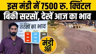 Mustard Price Hike सरसों का भाव 7500 रुपये पहुंचा Wheat Price में भी उछाल बरकरार देखें मंडी भाव [upl. by Ahsurej]