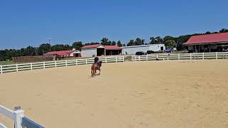 2024 show 4 mac and nick youth Ranchmanship [upl. by Cornwall]