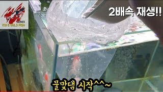 금붕어 단정 물맞댐 시작입양기 제넥스놀이터물생활TV 반려동물TV반려견달팽이물고기 물생활 [upl. by Aneleh651]