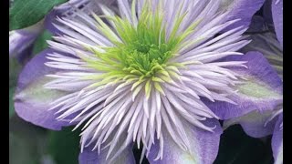 How to Prune Group 2 Clematis [upl. by Eiramaliehs]