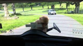 Horrific Monkey Attack at Longleat Safari Park [upl. by Packton]