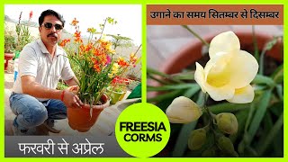 freesia ko bulb se kaise grow kare  freesia ke liye potting mix kaise banayen [upl. by Yracaz]