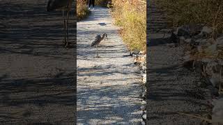 Great Blue Heron vomiting on trail greatblueheron wildlife toronto [upl. by Ilahsiav]