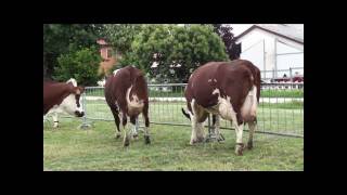 Procross Herd in Cremona [upl. by Savior]