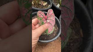 CALADIUM LOVERS Esse é o SPRING FLING ☺️  Habitat Brasileiro caladiumlovers caladium araceae [upl. by Ahola]