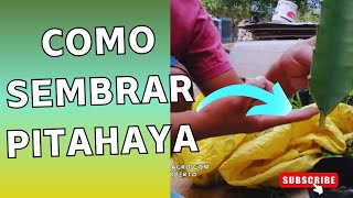 ¿ COMO SEMBRAR pitahaya [upl. by Sibylle]