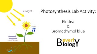 Photosynthesis video lab Elodea amp Bromothymol blue [upl. by Scharf712]