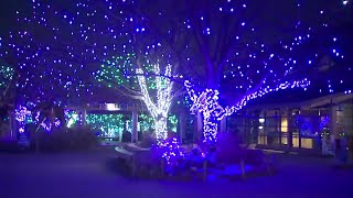 Denver Zoo Lights opens to general public Saturday [upl. by Elohcim]