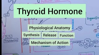 Thyroid Hormone  Synthesis amp Release  Functions  Regulation  Mechanism of Action [upl. by Clayton]