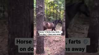 Horse kicks tree farts 💨 on dog and runs away [upl. by Elohcin]