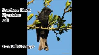 Southern Black Flycatcher call [upl. by Alodie179]