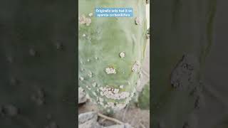 Growing cochineal in the desert to use as red dye cactus insects [upl. by Aineles]