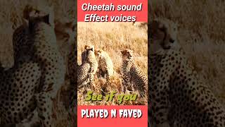 Cheetah Roaring Video  Cheetah Meow 🙀😺😘 shorts cheetah cheetahmeowing animals [upl. by Einatirb]