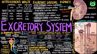 Excretory System  Animal Physiology 05  Biology  PP Notes  Campbell 8E Ch 44 [upl. by Lief956]