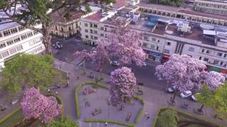 Ocobos de Ibagué con un dron [upl. by Atter]