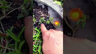 Update ice plant propagation 100 success rate garden iceplant delosperma propagation [upl. by Nyliram513]