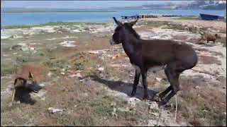 شاهد لقاء غير اعتيادي كلب مالينوا يواجه حمارًا منزليًا في تجربة مدهشة Dog VS Donkey🐕‍🦺chien vs ane [upl. by Marabel]