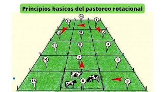 Pastoreo rotacional  Principios básicos 🌱👨🏻‍🌾 [upl. by Ydurt]