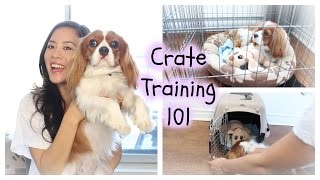 How To Crate Train  Herky the Cavalier  Cavalier King Charles Spaniel [upl. by Nivla]