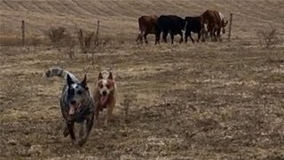 Heelers learning to herd  Australian Cattle Dogs [upl. by Phemia]