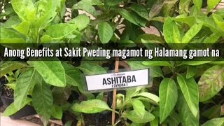 Ashitaba Benefits  HALAMAN gamot [upl. by Tiena]