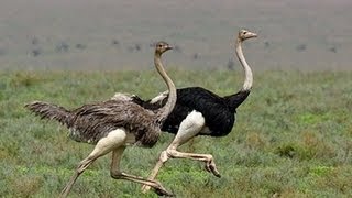 Ostrich Run [upl. by Niras]