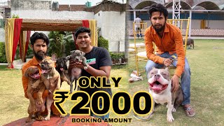 Cheapest Dog Market In Delhi  Only ₹2000  Pit bull American Bully Labrador German Shepherd etc [upl. by Eblehs]