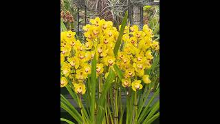 Beautiful Yellow Cymbidium Orchid [upl. by Anaugahs1]