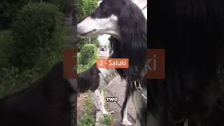 The Need for Speed  Unveiling the Astonishing Greyhound And Saluki dog shortvideo dog [upl. by Sargent]