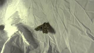 MHBC does National Moth Week Oneeyed Sphinx Moth [upl. by Donoghue]