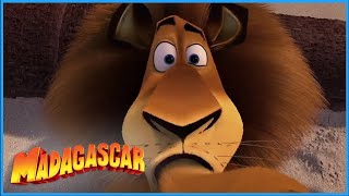 DreamWorks Madagascar  Tender Loving Thing  Madagascar Movie Clip [upl. by Ardnasirhc945]