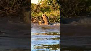 Jaguar kills a caiman and eats it for lunch Bon appetite king pantanal brazil wildlife jaguar [upl. by Aicenert19]