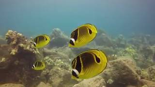 Kauai Koloa Landing Shore Dive with Kauai Down Under Dive Team [upl. by Libove]