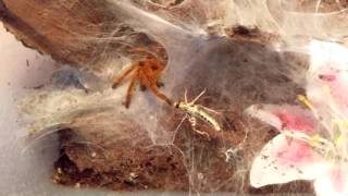 Pterinochilus murinus OBT feeding [upl. by Oruhtra]