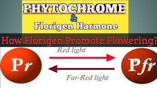 PHYTOCHROME And Florigen Harmone  Box Point [upl. by Kathe]