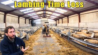 Lambing Preparation  Difficult Losses Help Arrives [upl. by Chilcote741]