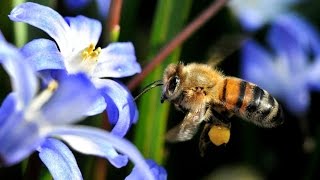 Planet Wissen  Bienen vom Leben und Überleben [upl. by Ihskaneem]