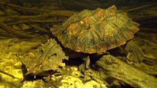 JeanMichel Cousteau dives with a mata mata turtle [upl. by Pearlman]