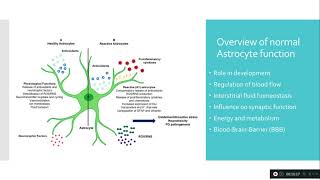 Astrocytes  for beginners [upl. by Ees747]