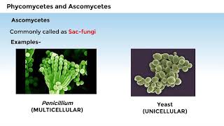 11B024 CV 2 Phycomycetes and Ascomycetes [upl. by Kcirdet]