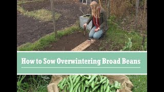 How to Grow Overwintering Broad Beans [upl. by Sirrap]