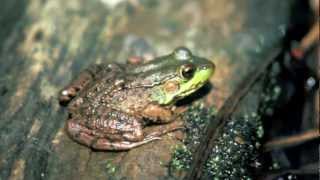 Northern Green Frog Lithobates clamitans melanota [upl. by Tunnell]