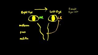 Schneid Guide to Horizontal Conjugate Eye Movement Control Systems Basics [upl. by Narba187]