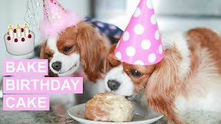 HOW TO BAKE A BIRTHDAY CAKE FOR DOGS  Healthy Organic Dog Cake Recipe [upl. by Lirrad839]