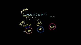 DNA RNA ve Transkripsiyon Biyoloji  Yaşam Ağacı [upl. by Airamas]