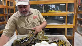 HUGE Reticulated Python Clutch [upl. by Atinid]